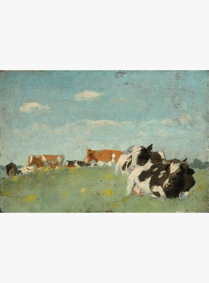 Resting IJssel Cattle